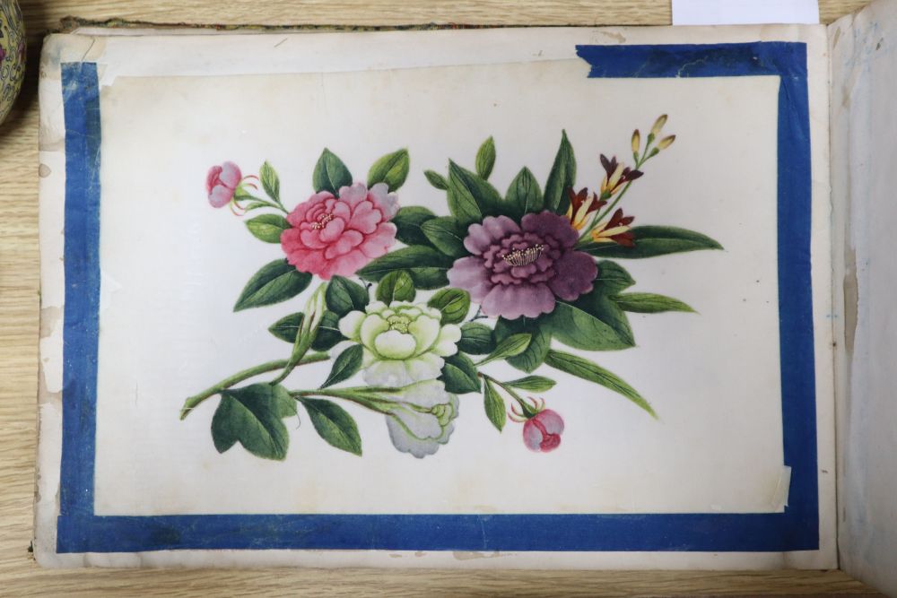 A 19th century Cantonese album of botanical studies on pith paper